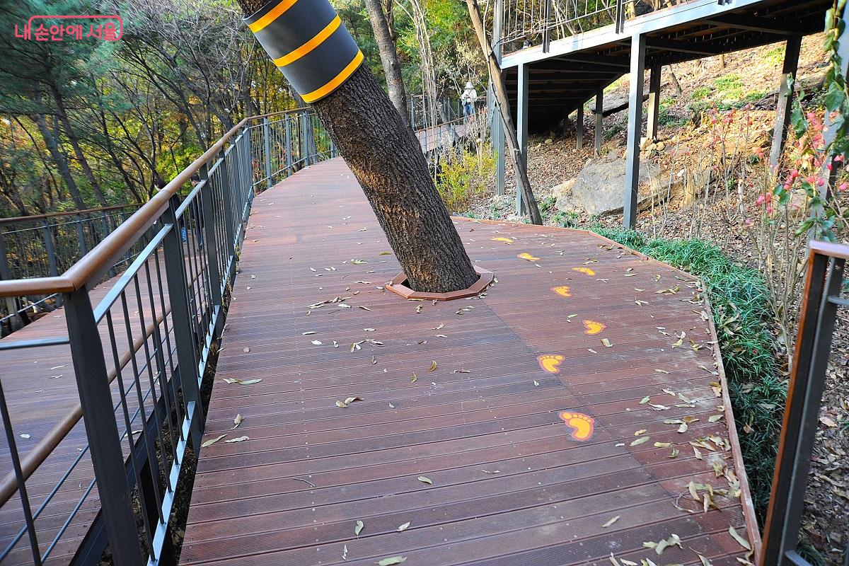 데크길을 막는 나무를 보존하고 데크 공간을 넓혀 보행로를 확보했다. ⓒ조수봉