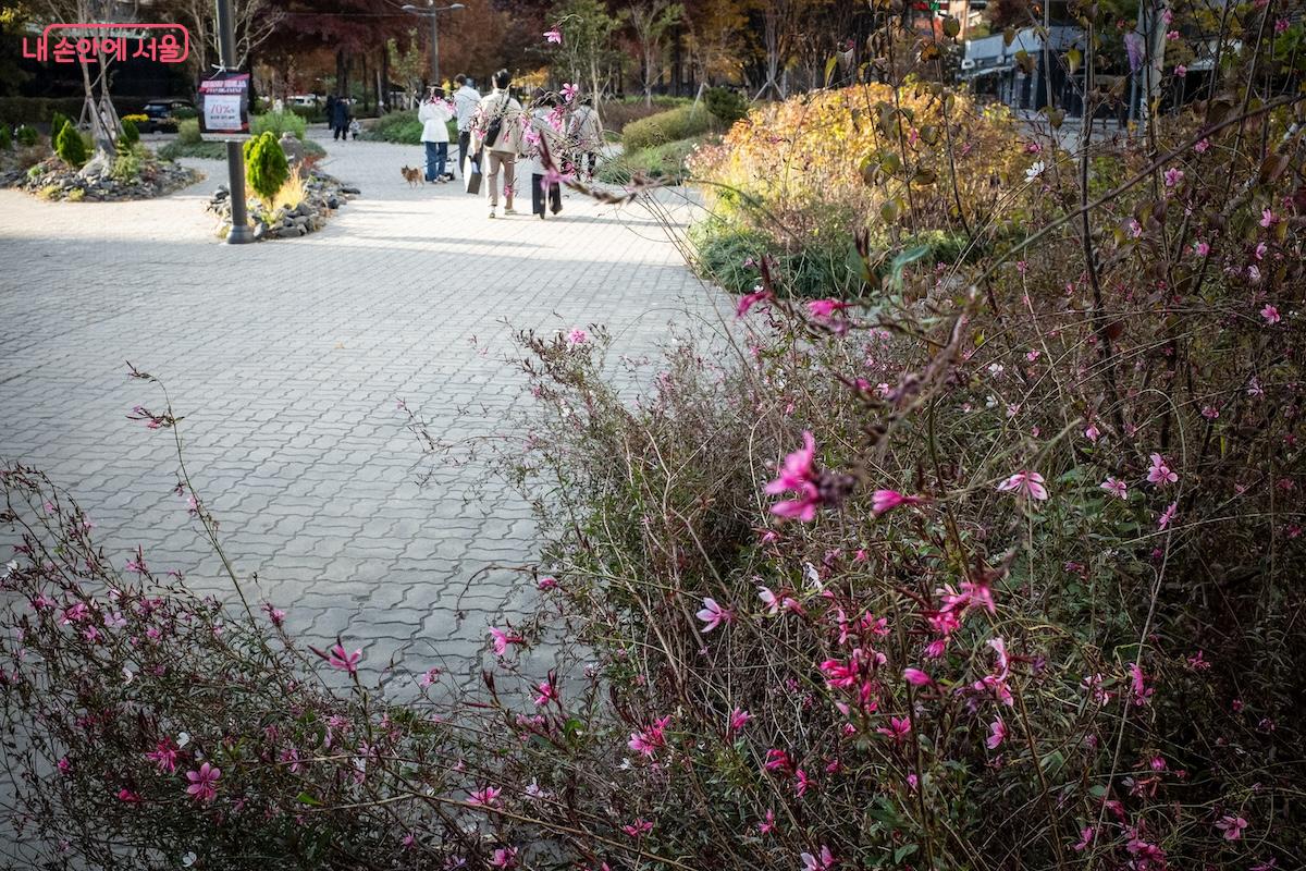 공덕역과 가까운 경의선숲길 구간에서는 가우라 꽃이 산들거린다. &copy;이진형