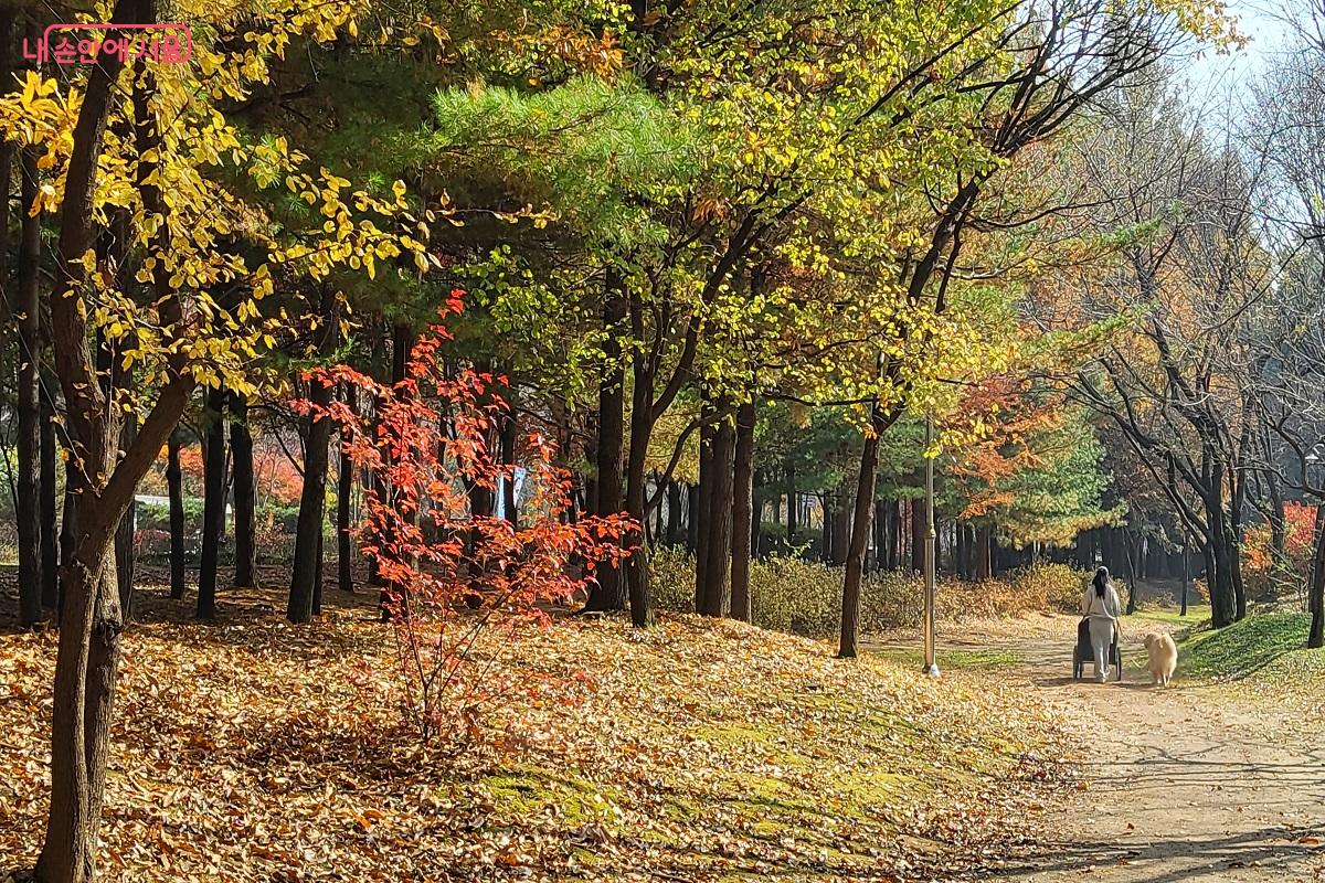 월드컵공원에서 단풍을 즐기는 시민들을 만날 수 있다. &copy;권수진