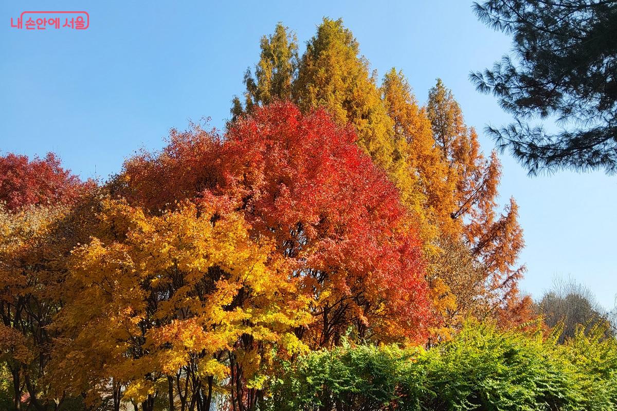 다양한 수종의 단풍을 만날 수 있는 월드컵공원 &copy;권수진