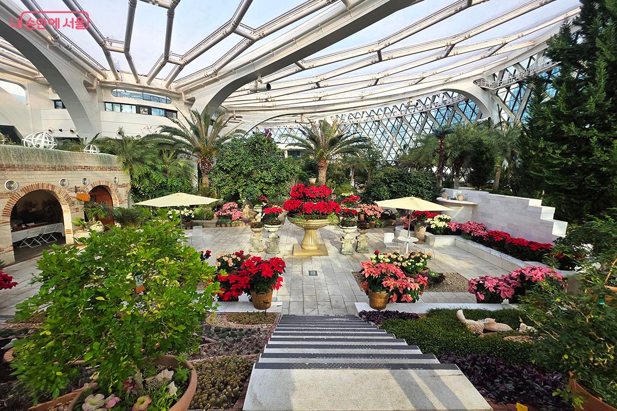 다양한 포인세티아로 꾸며진 지중해 중앙 포토존 ©이정민