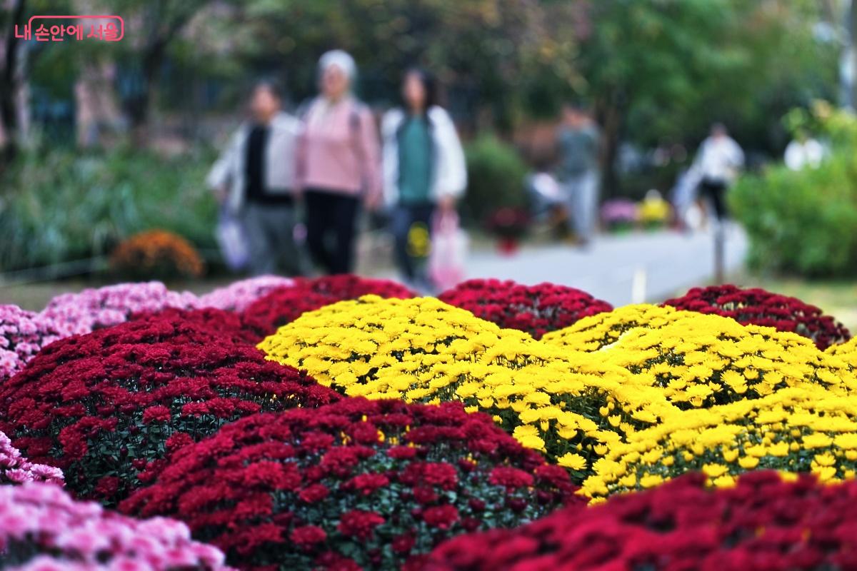 도심 속에서 만나는 가을 정취 ©장승철