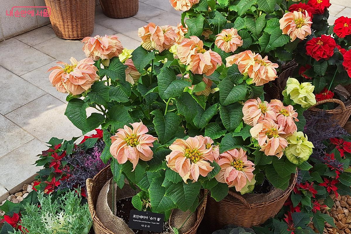 따사로운 햇살 아래, 포인세티아 ‘슈가 볼’의 부드러운 주황빛 꽃잎이 겨울 정원에 희망의 온기를 전한다. ©정향선