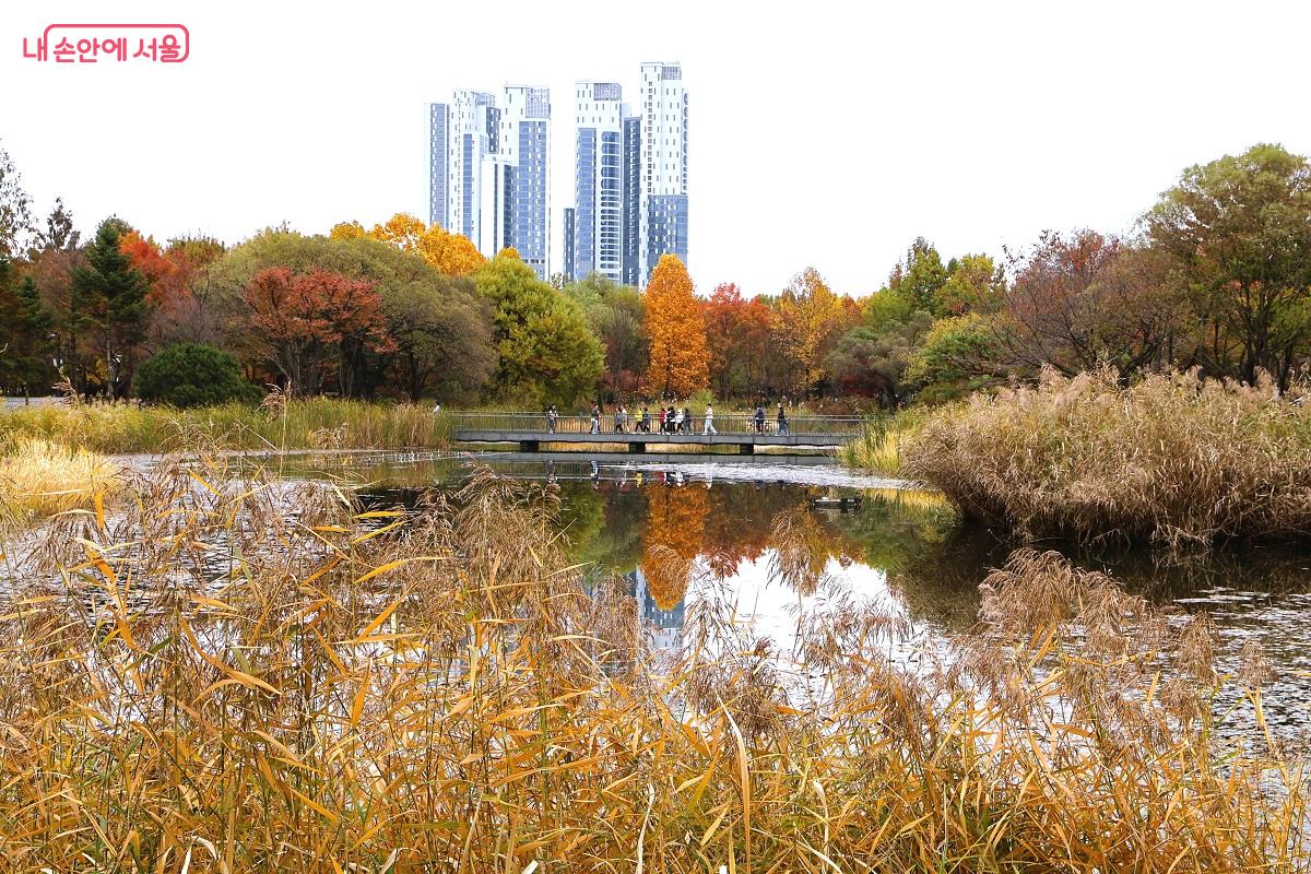 회색 시멘트 건물과 황금색 가을 호수 풍경이 대조 속에서 환상의 조화를 이루고 있다. ©이봉덕 
