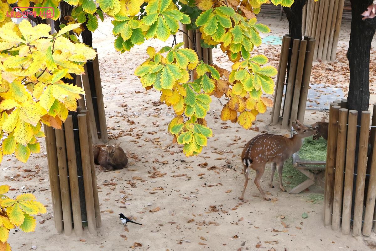 보행교 아래 꽃사슴방사장에서 살고 있는 꽃사슴 가족 ©이봉덕