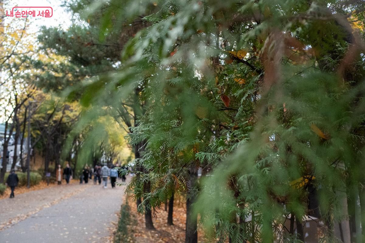 11월, 경의선숲길은 가을 정취를 느끼며 산책하기 좋다. &copy;이진형
