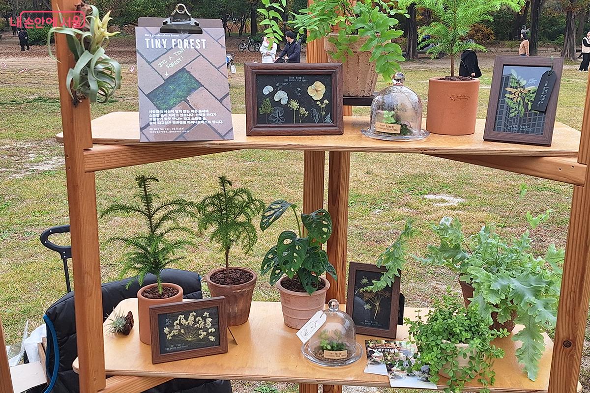 아기자기한 반려 분재와 다육식물, 물꽃이 화분, 플라워 캔들 ©이혜숙