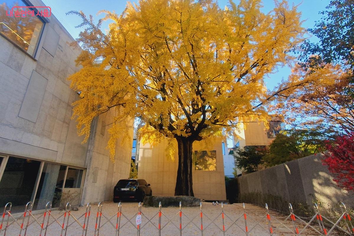 통의동 마을마당 은행나무 ©김병규