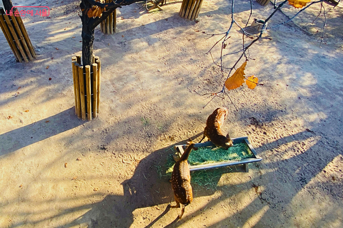 위에서 내려다본 앵글로, 꽃사슴 두 마리가 나무 먹이통에 머리를 박고 건초를 먹고 있다. 사슴의 등에 있는 흰 반점이 선명하게 보이며, 바닥에는 나뭇가지 그림자가 길게 드리워져 있다. 주변에는 나무 보호대가 설치된 나무 기둥들이 보인다. ©양정화