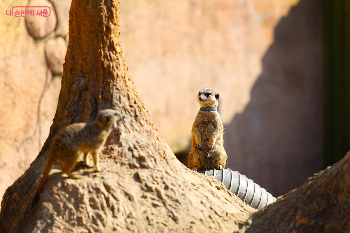 가장 활발한 활동을 하는 꼬마 동물원의 알파카들 ©김주연