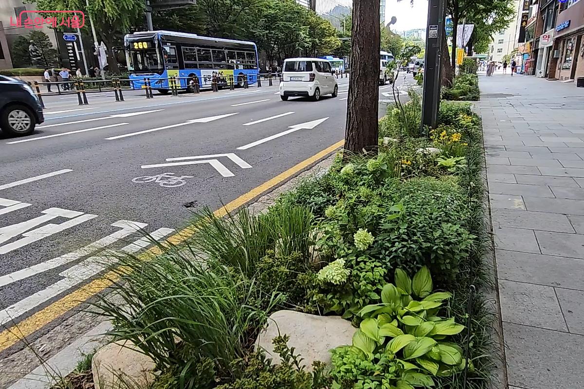 꽃이 피어있는 새문안로 가로정원 ©오도연