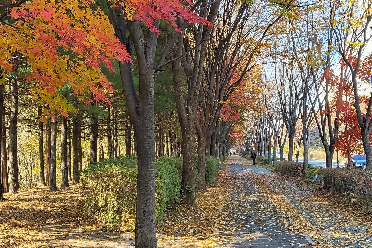깊게 스며드는 햇살이 눈부신, 서울 단풍길 110선 중 하나인 월드컵로 &copy;권수진