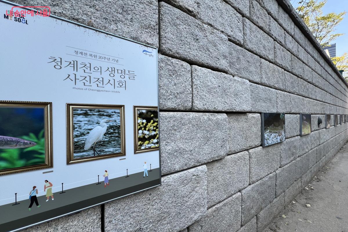 청계천 복원 20주년 기념 사진전도 열리고 있다. &copy;박지영 