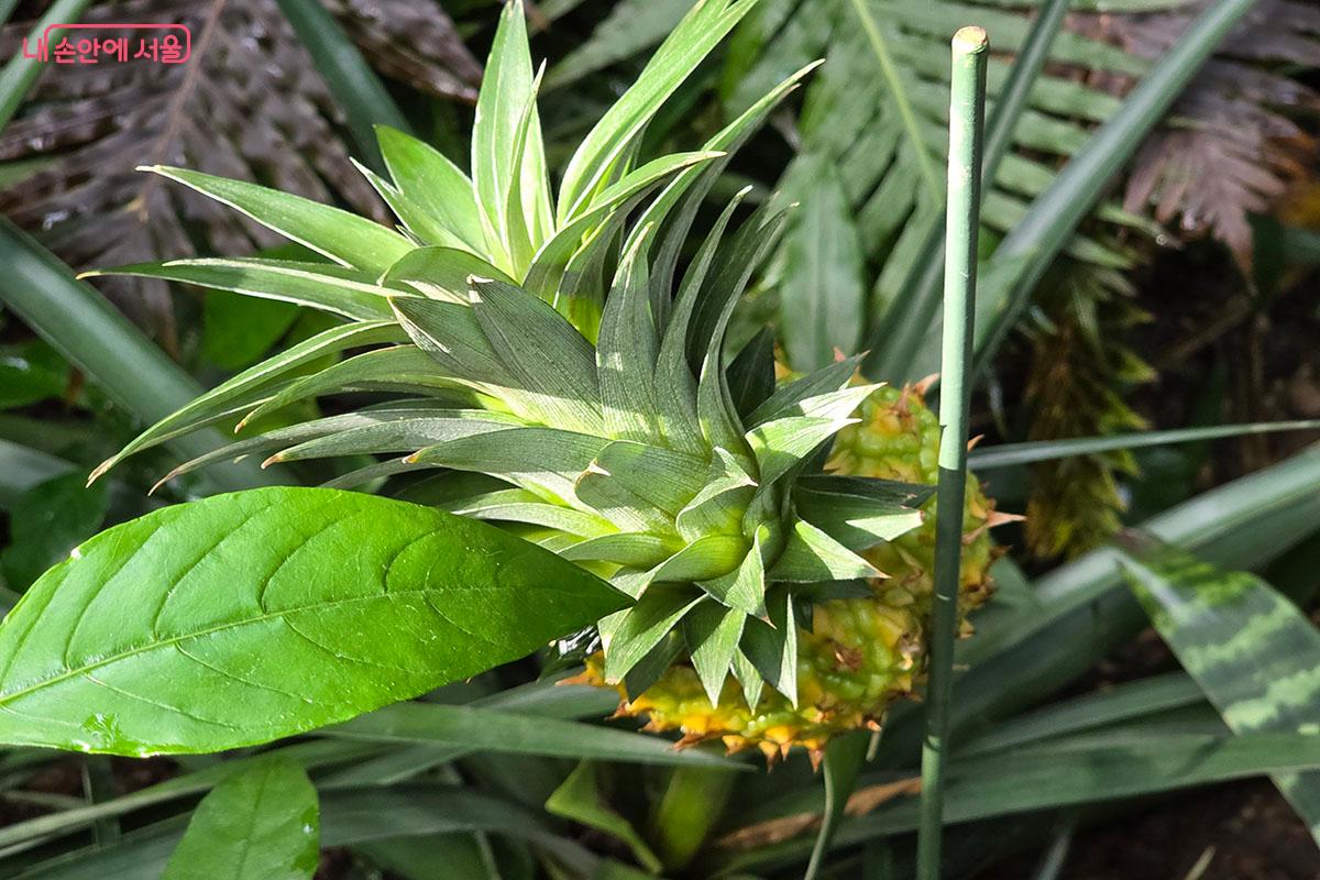 남미 지역에 자라는 다양한 파인애플을 볼 수 있다. ©이정민