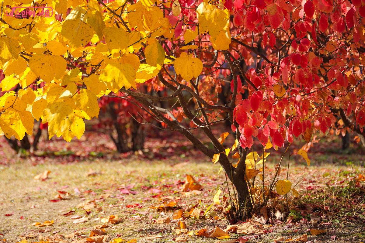 하나둘 나뭇잎을 떨어뜨리며 가벼워지고 있는 가을 나무 ©박성환 