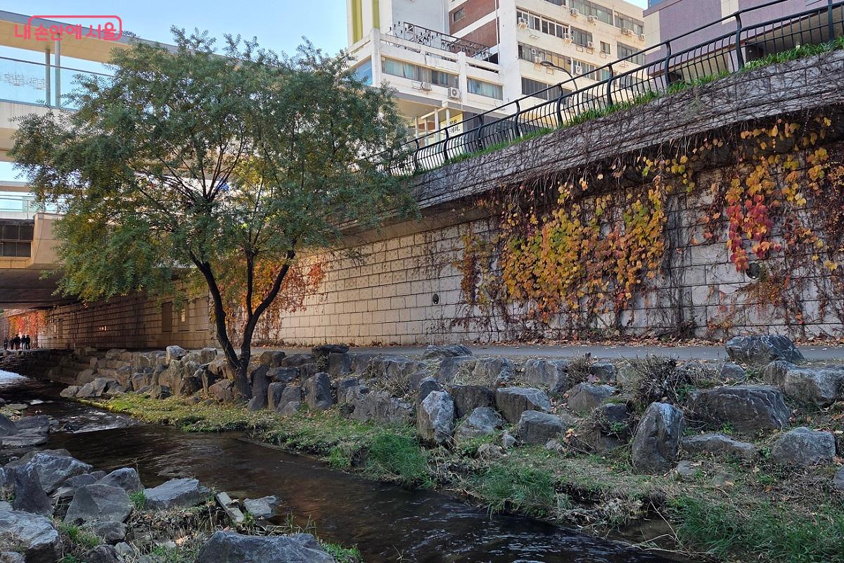 콘크리트벽을 타고 오르는 원색의 담재이덩굴이 가을의 이색적 정경을 연출한다. &copy;이상돈