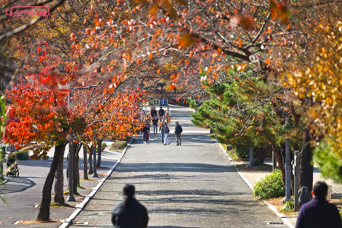 어린이 대공원 곳곳에서 만날 수 있는 버즘나무 가을 단풍 ©김주연