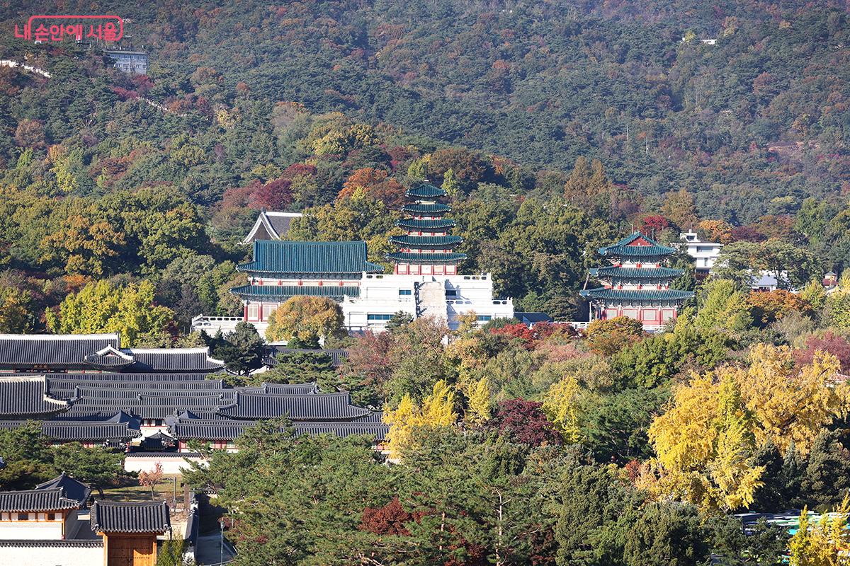 깊어진 가을 경복궁 내 단풍나무 풍경 ©김주연