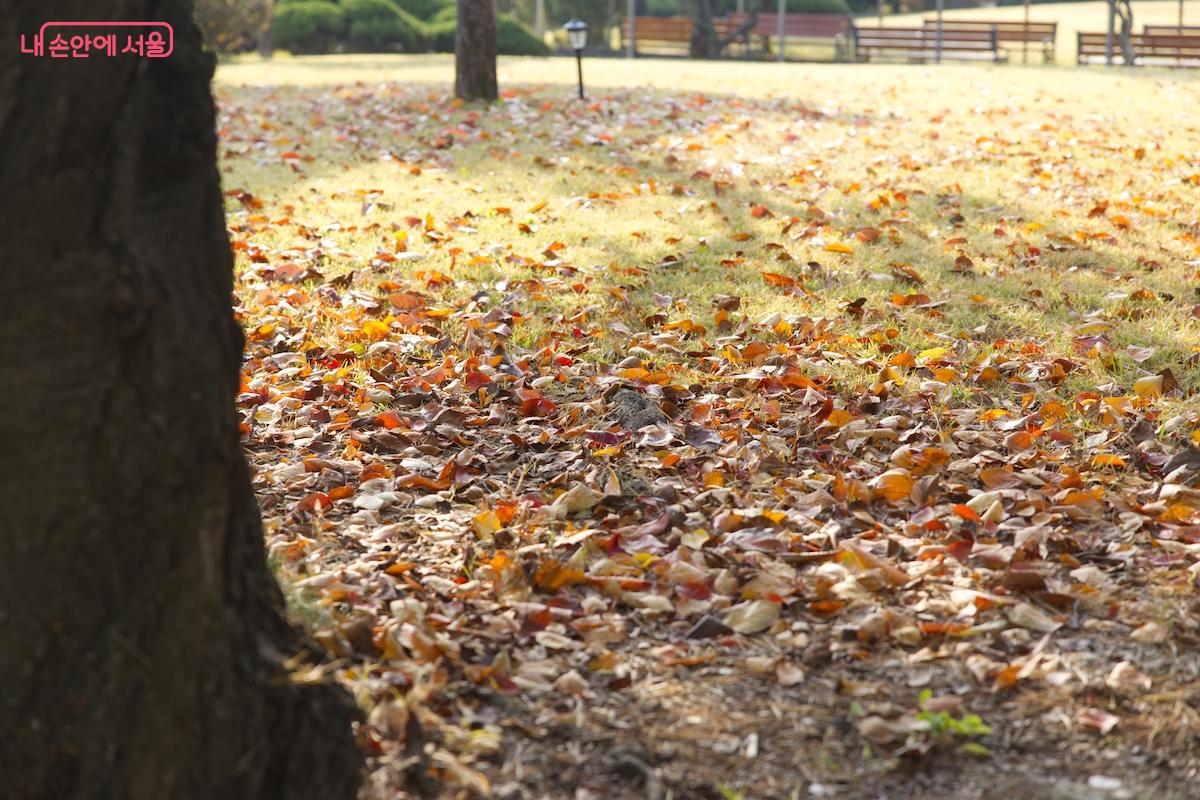 정독도서관의 야외 공간 곳곳에는 가을의 정취가 은은하게 배어 있다. ©임중빈