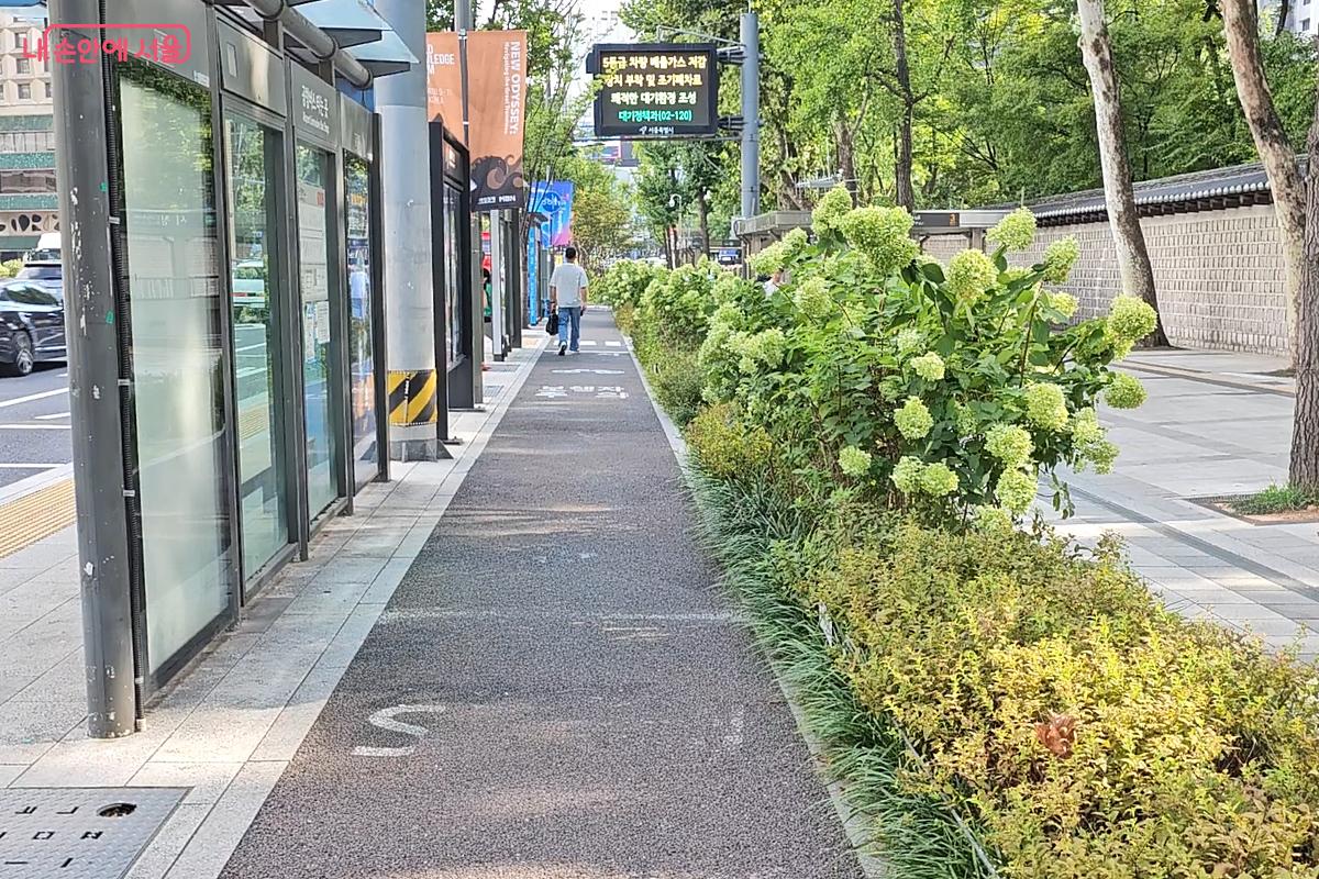 덕수궁 옆 버스정류장 주변 가로정원에 핀 나무수국 ©오도연