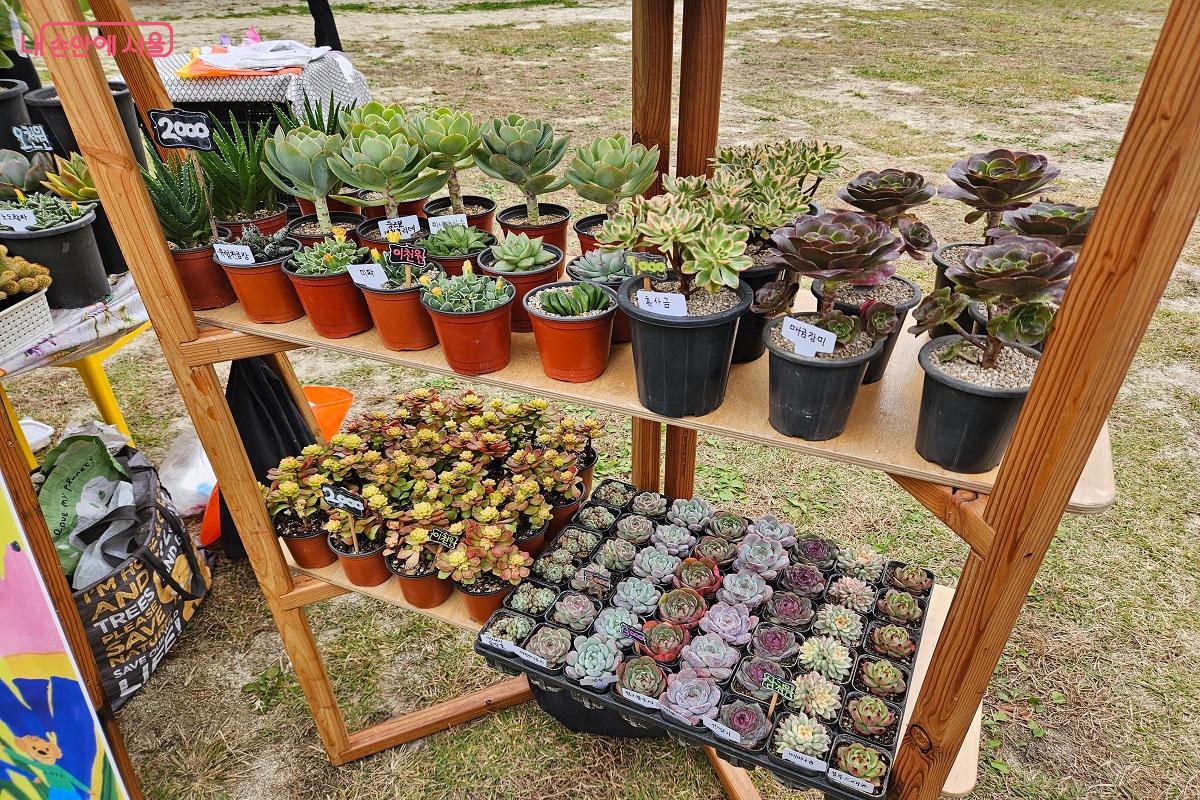유럽천금장, 미파, 혹사금 등 생소한 화분을 저렴한 가격에 판매했다. &copy;김진호