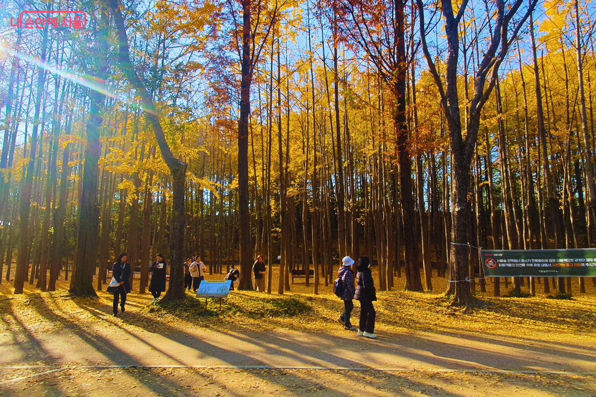울창한 은행나무 숲길 사이로 두꺼운 겨울 외투를 입은 시민들이 삼삼오오 산책을 즐기고 있다. 왼쪽 상단에서 내리쬐는 가을 햇살이 나무 기둥 사이를 통과하며 사선으로 빛내림을 만들고, 바닥에 깔린 낙엽들을 황금빛으로 비춘다. ©양정화