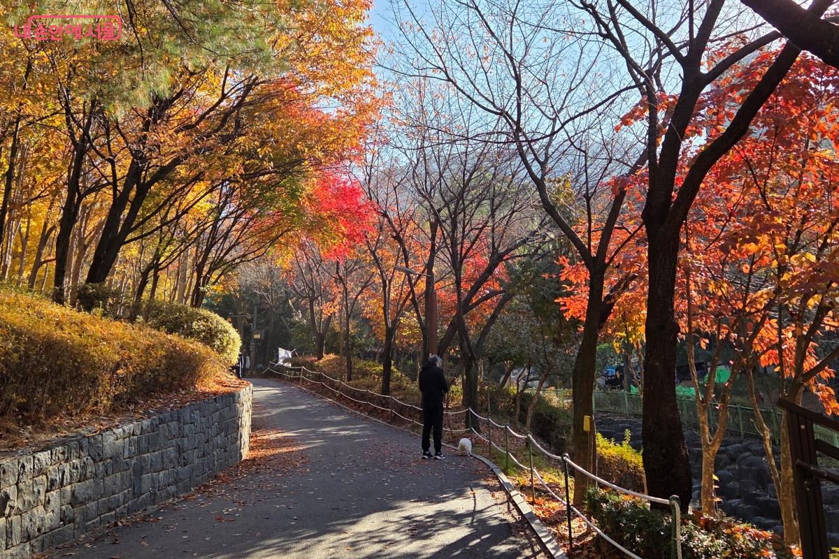 서가정공원으로 올라가는 길 가을색으로 물든 나무들이 가득이다. ©김미선