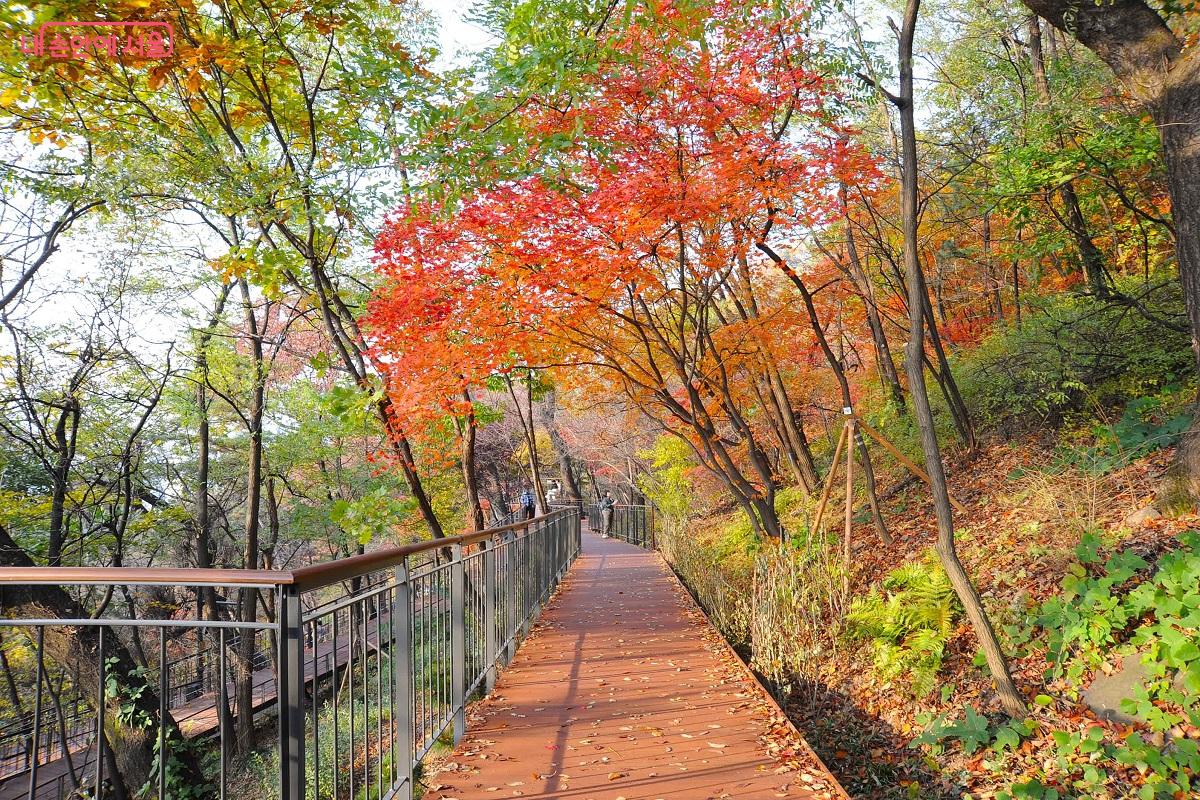 하늘숲길은 위험도에 따라 지형에 맞게 난간 설치를 생략해 보행 중 자연과 함께함을 느낄 수 있게 한다. ⓒ조수봉