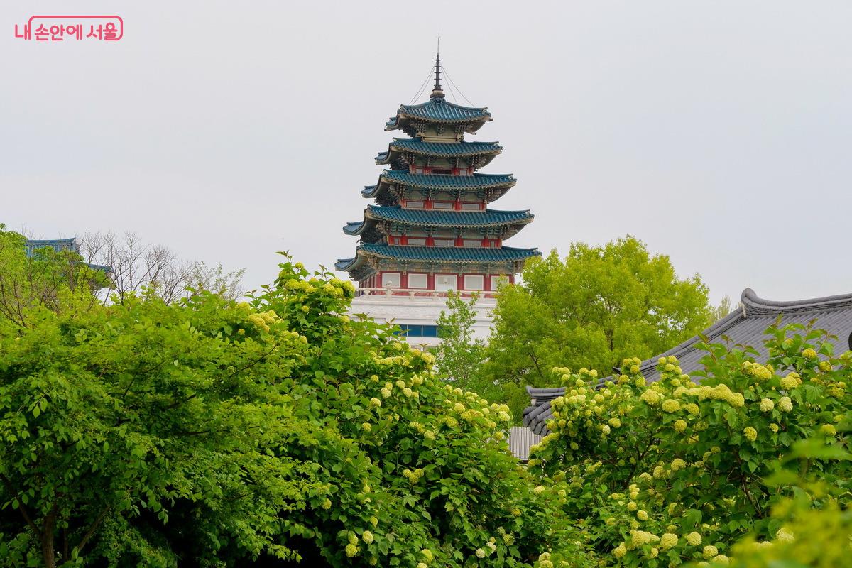 불두화가 필 때 향원정 근처에서 볼 수 있는 민속박물관 모습  ©박성환 