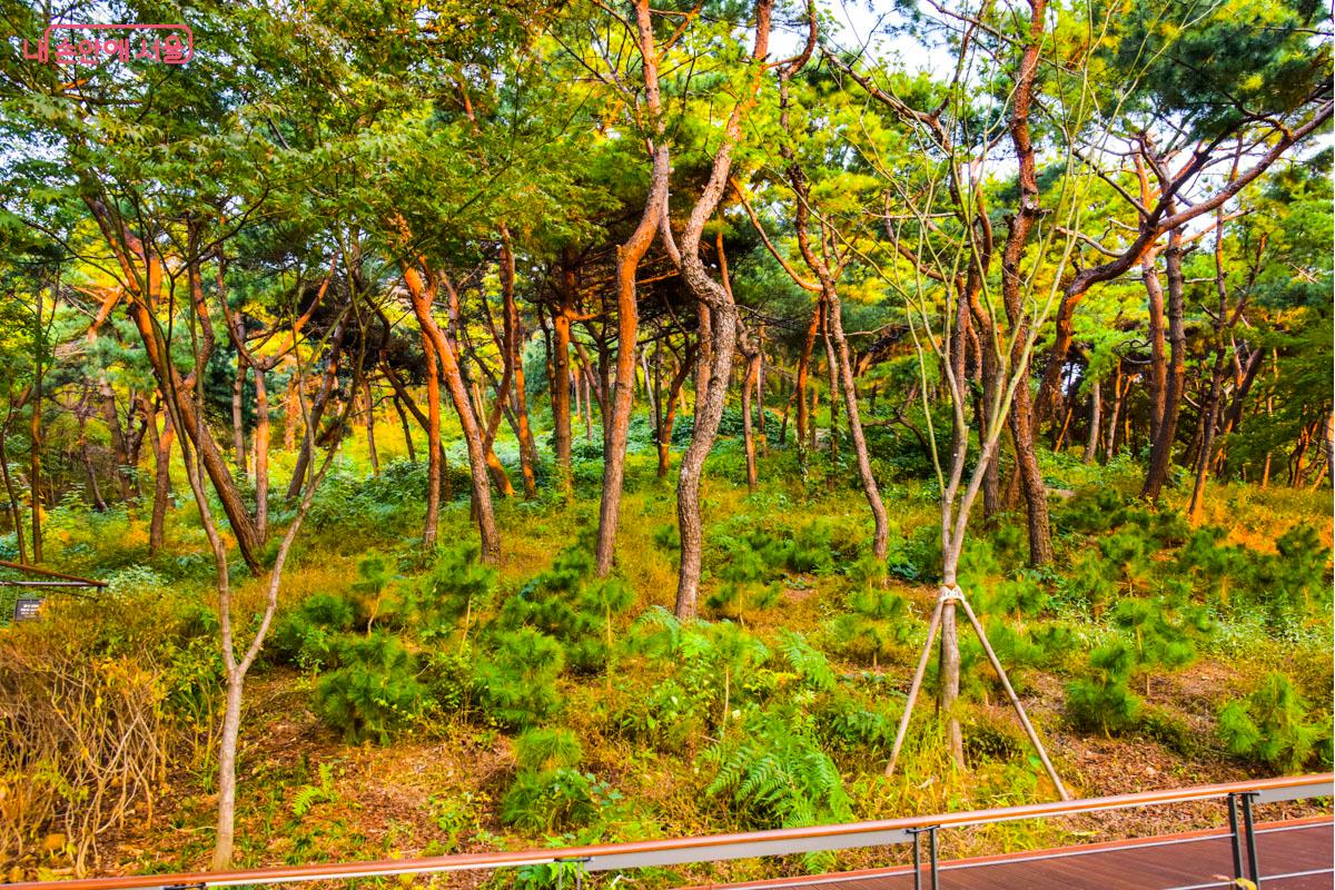 남산 매력 포인트 중 한 곳인 소나무 쉼터 주변의 모습 &copy;최기곤