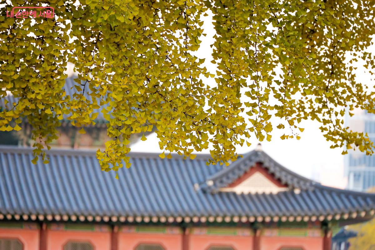 가을비가 내려 빈 가지가 되었을 은행나무, 다시 내년을 기약한다. ©박성환