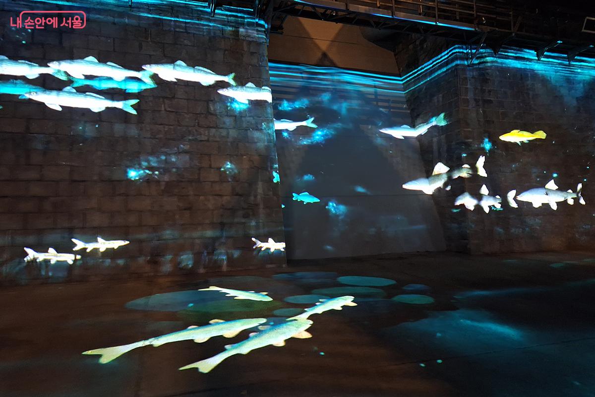 한강과 청계천에 서식하는 각종 어류들의 영상 ©백승훈