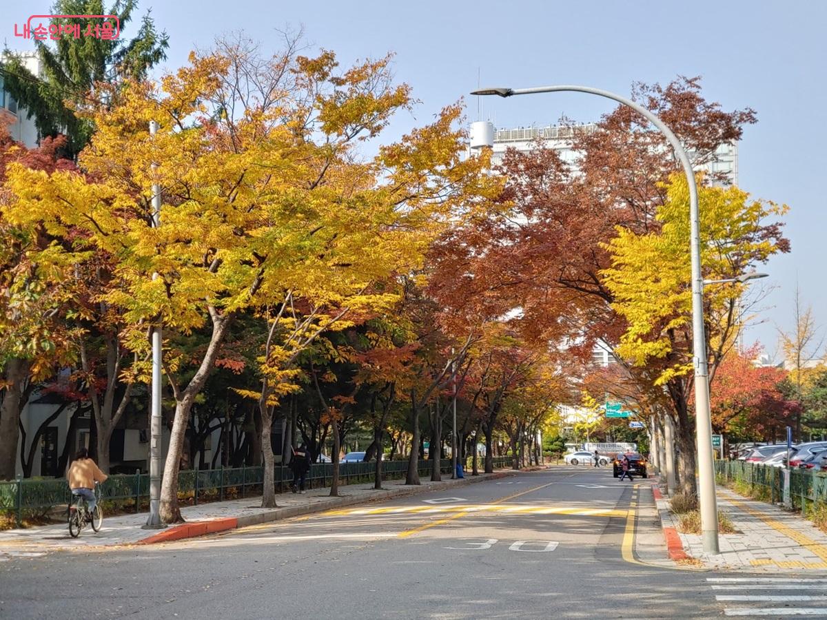 73그루의 느티나무가 터널을 이루는 목동 13단지 사잇길 ©엄윤주