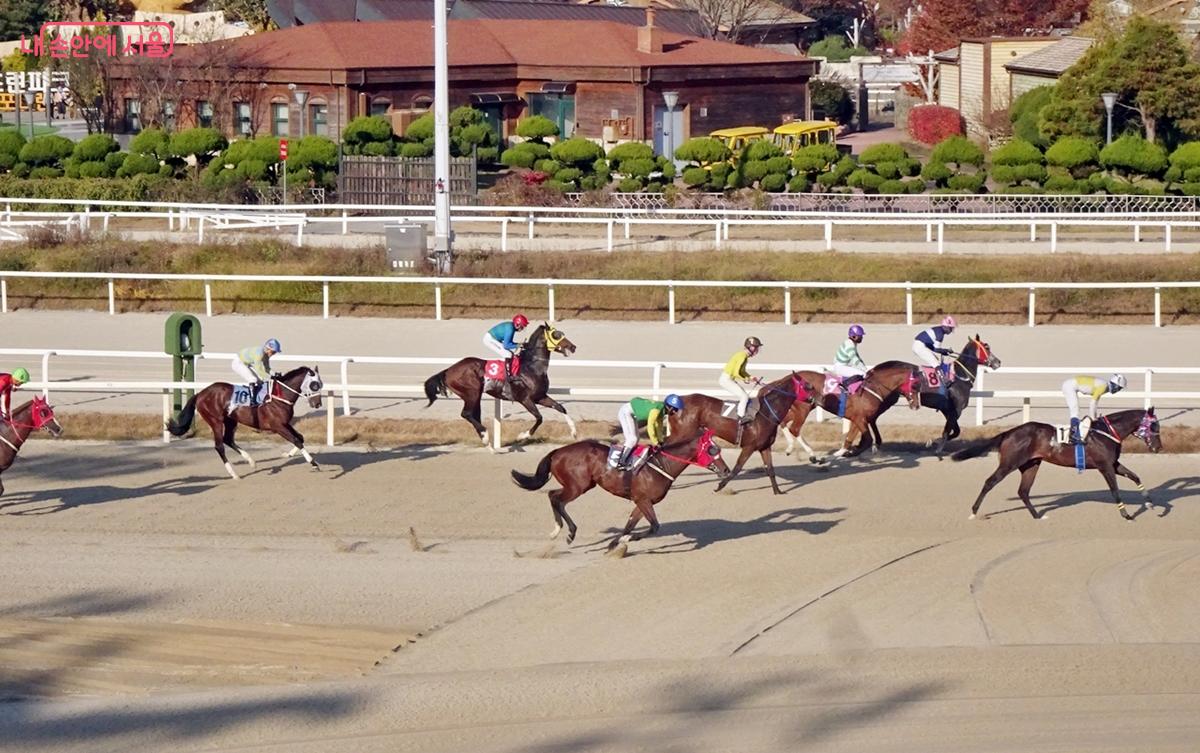 경마공원 산책로에서 보이는 멋진 경마 장면 &copy;김종성