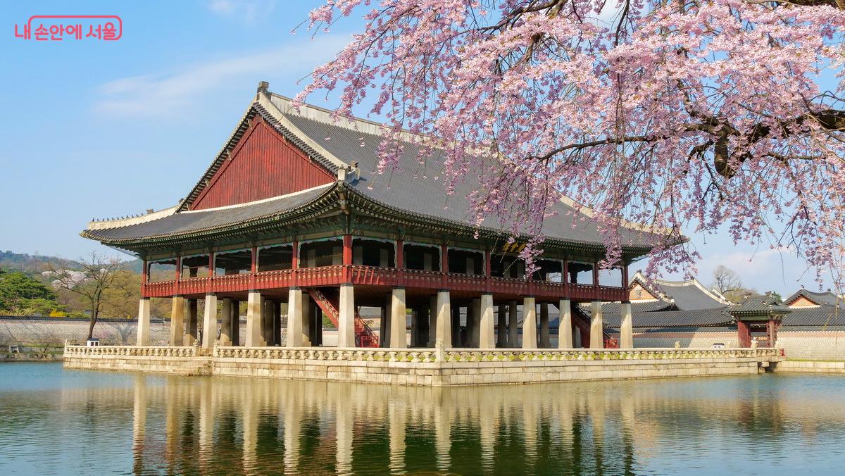 봄이면 경회루 앞 처진개벚나무가 화려하게 꽃을 피운다. ©박성환