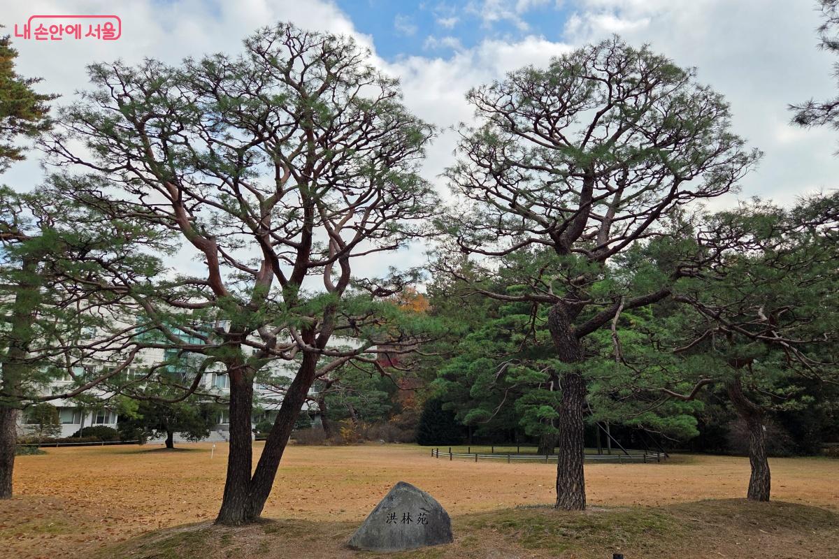홍림원의 잔디 위, 반송의 아름다움도 느낄 수 있다. ⓒ김미선
