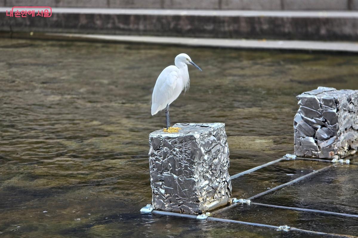 '청계유석' 작품 위에 앉아 있는 백로 &copy;조성희