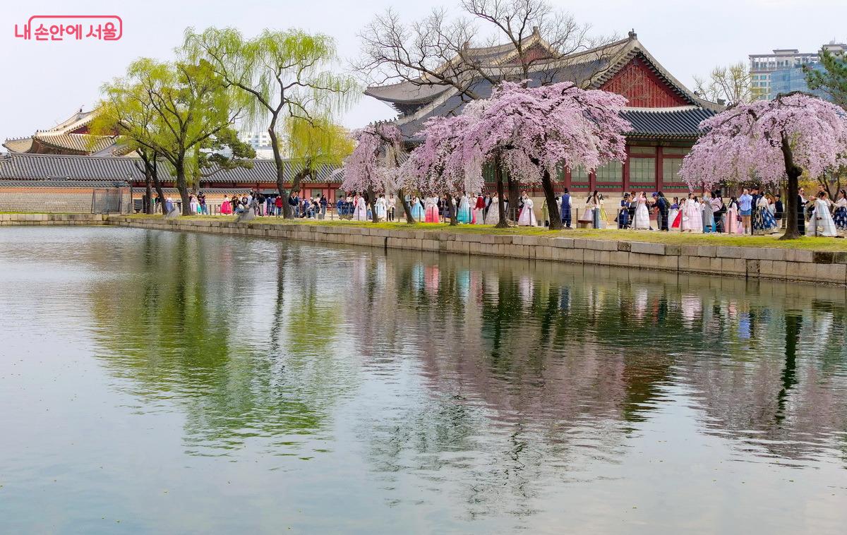 처진개벚나무의 반영이 화폭에 그려진 그림 같다. ©박성환