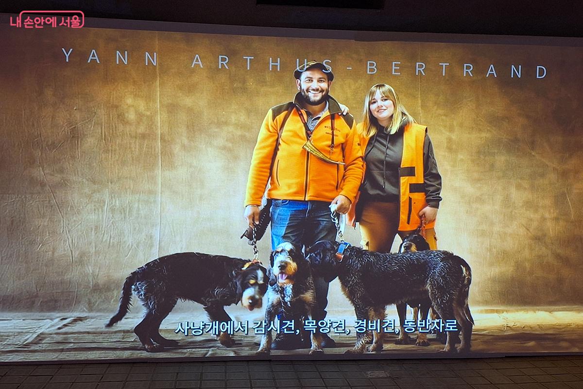 사냥개로 시작해 감시와 목양, 경비를 거쳐 든든한 동반자로 진화한 충성스러운 존재다. ©이혜숙