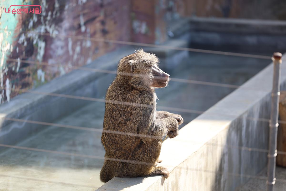 햇살을 즐기는 원숭이의 모습 ©김주연