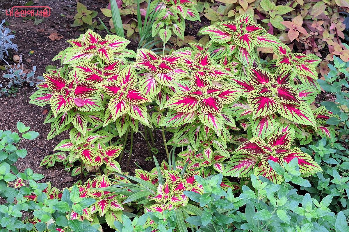콜레우스, 붉은 선이 춤추는 그림 같은 잎사귀가 정원에 화려한 생명을 불어넣는다. ©정향선