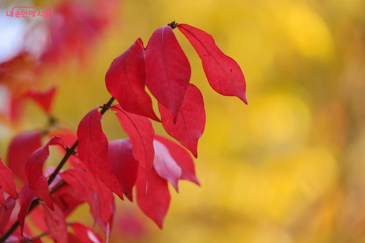 자연이 펼쳐내는 색은 그 어떤 것으로도 흉내 낼 수 없다. ©박성환 
