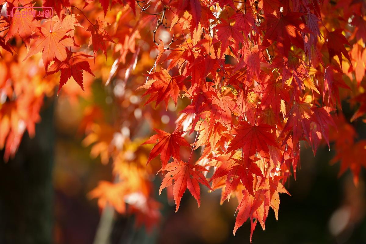 햇살에 반짝이는 절정의 단풍잎 ©박성환 