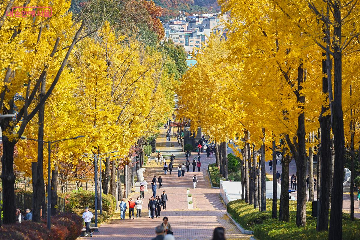 어린이대공원 후문 진입로 가을 단풍길 풍경 ©김주연