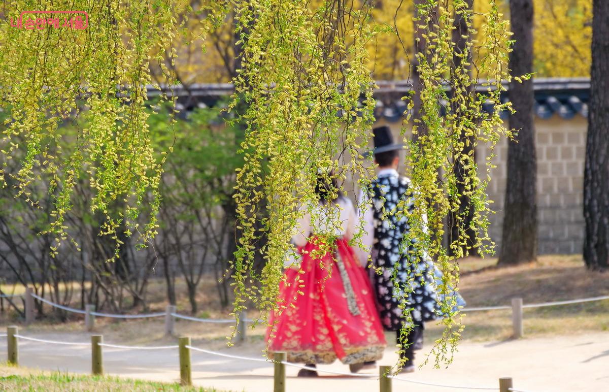 능수버들 사이로 아름다운 연인이 지나고 있다. ©박성환