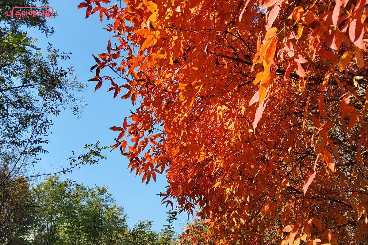 서울 단풍길 매봉산자락길에서 만난 단풍 &copy;권수진
