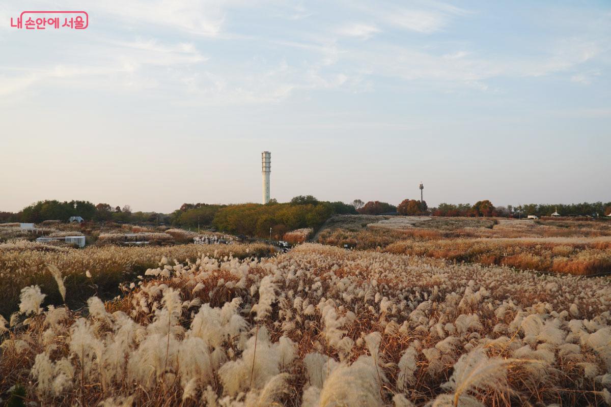 공원 가득 억새들이 있어 가을 느낌을 내준다. &copy;홍혜수