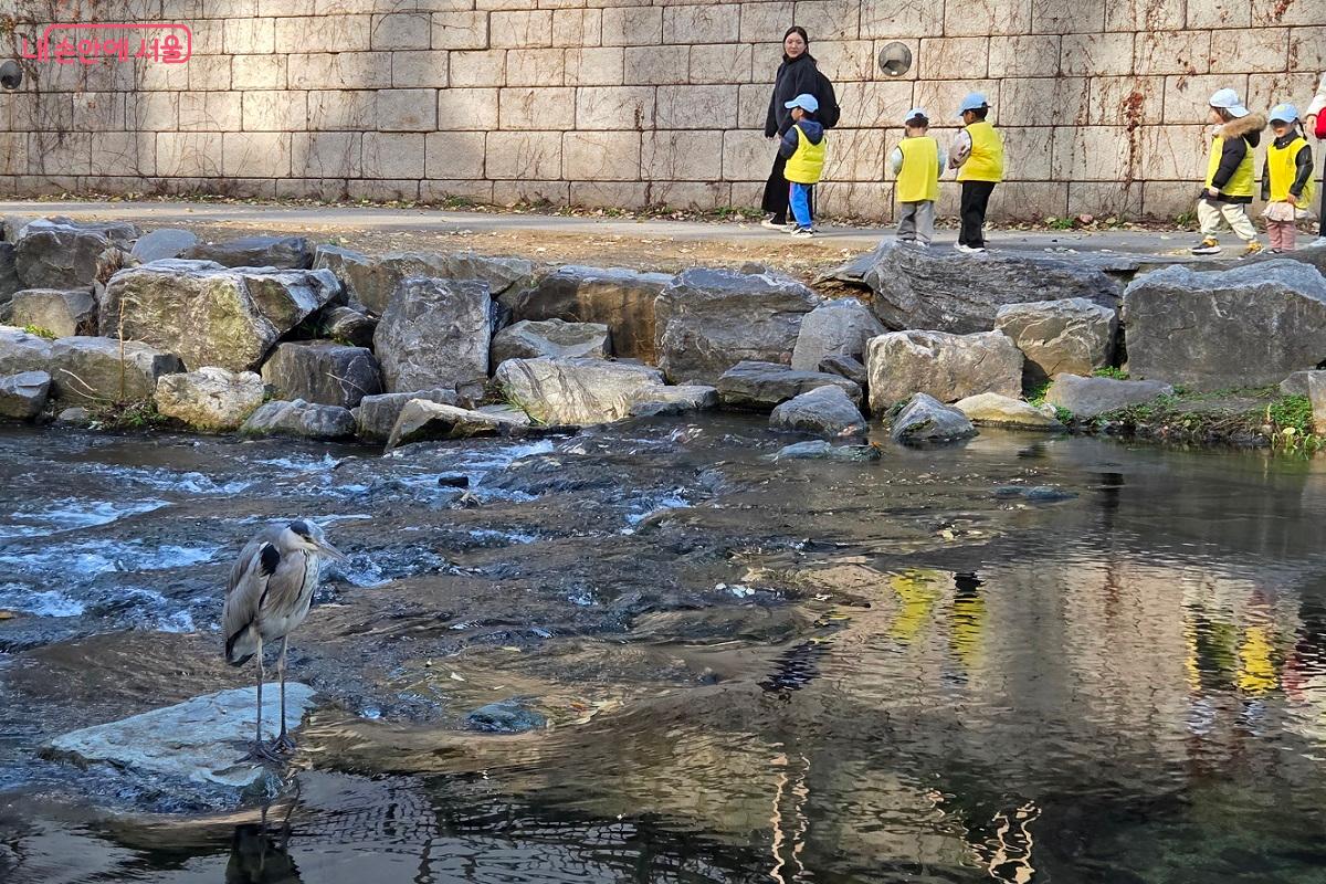 생태계의 보고인 청계천을 찾은 어린이들이 청둥오리를 바라보며 신기해 하고 있다. &copy;이상돈