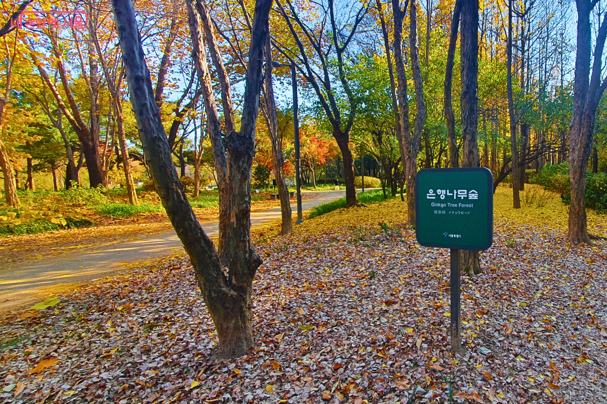 흙길 산책로 오른쪽에 '은행나무숲'이라고 적힌 짙은 녹색 안내 표지판이 서 있다. 산책로는 왼쪽으로 부드럽게 구부러져 깊은 숲으로 이어지며, 바닥에는 낙엽이 깔려 있고 다양한 수종의 나무들이 우거져 그늘을 만들고 있다. ©양정화