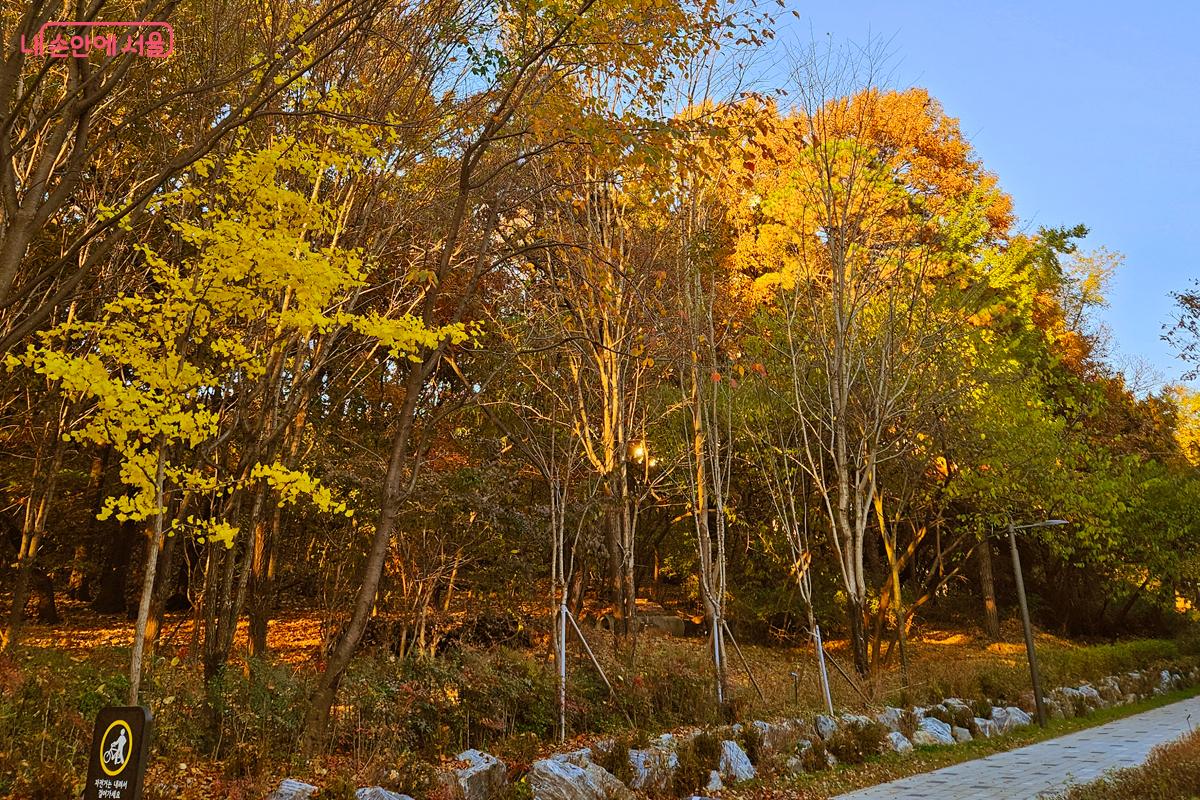 책 읽다 잠시, 단풍숲길 산책으로 이어지는 여유 &copy;김현진